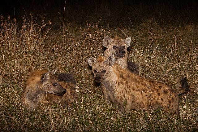 013 Kenia, Masai Mara, hyena's.jpg